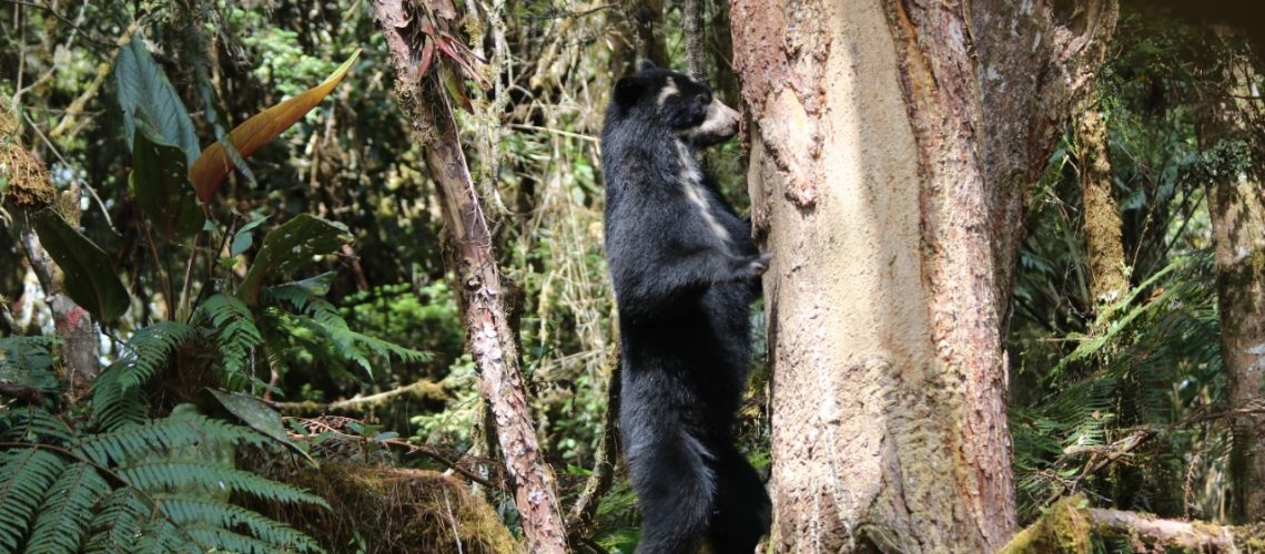Festival del Oso y la Danta, celebra 10 años de conservación