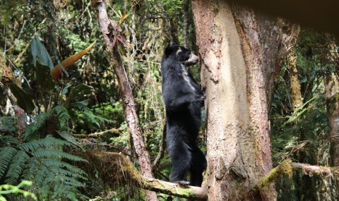 Festival del Oso y la Danta, celebra 10 años de conservación