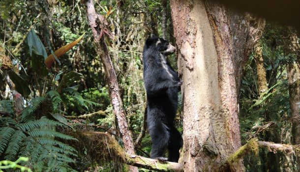 Festival del Oso y la Danta, celebra 10 años de conservación