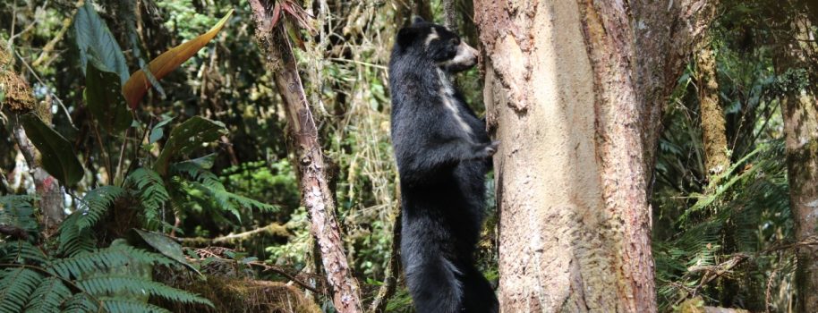 Festival del Oso y la Danta, celebra 10 años de conservación