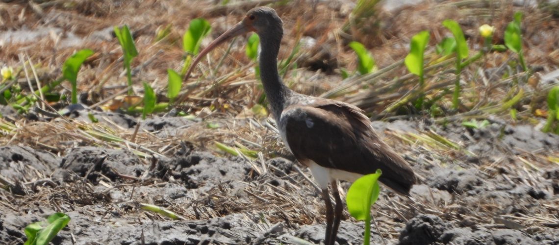 Dos nuevos registros de aves para el Huila
