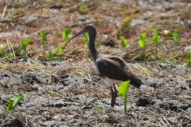 Dos nuevos registros de aves para el Huila