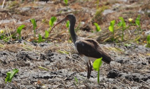 Dos nuevos registros de aves para el Huila