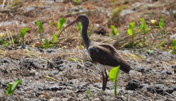 Dos nuevos registros de aves para el Huila