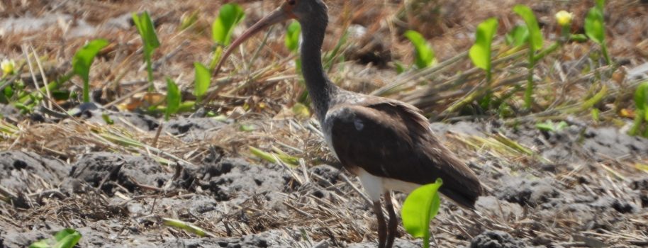 Dos nuevos registros de aves para el Huila