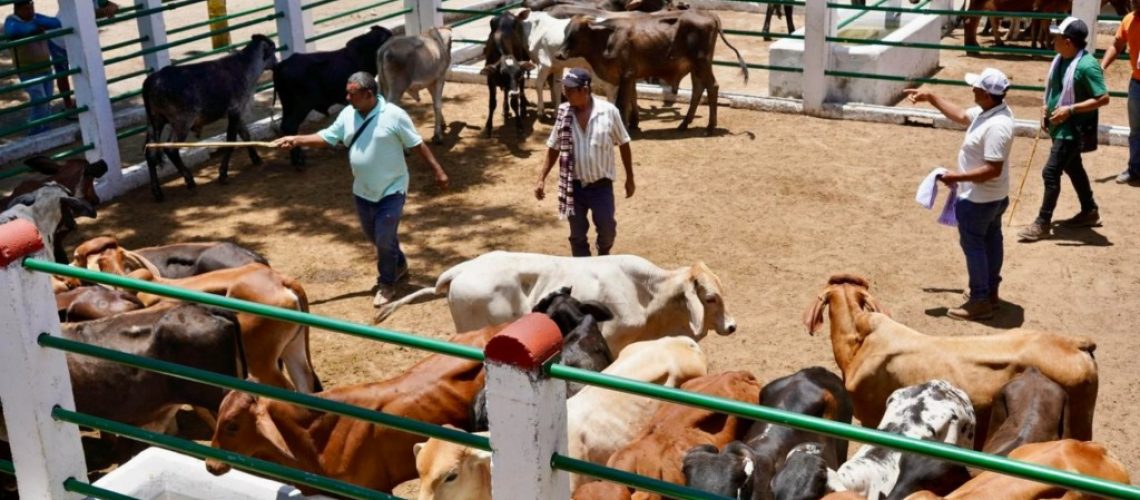 Éxito en Primer Mercado Ganadero y de Emprendimiento Aipe 2025