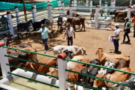 Éxito en Primer Mercado Ganadero y de Emprendimiento Aipe 2025