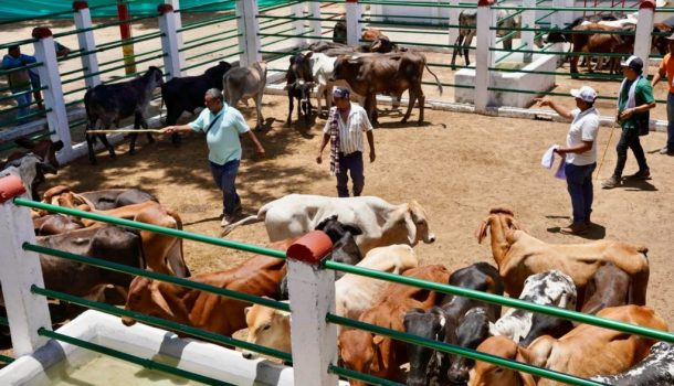 Éxito en Primer Mercado Ganadero y de Emprendimiento Aipe 2025
