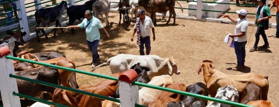Éxito en Primer Mercado Ganadero y de Emprendimiento Aipe 2025
