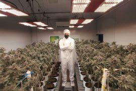 Colombia avanza en uso regulado de cannabis medicinal