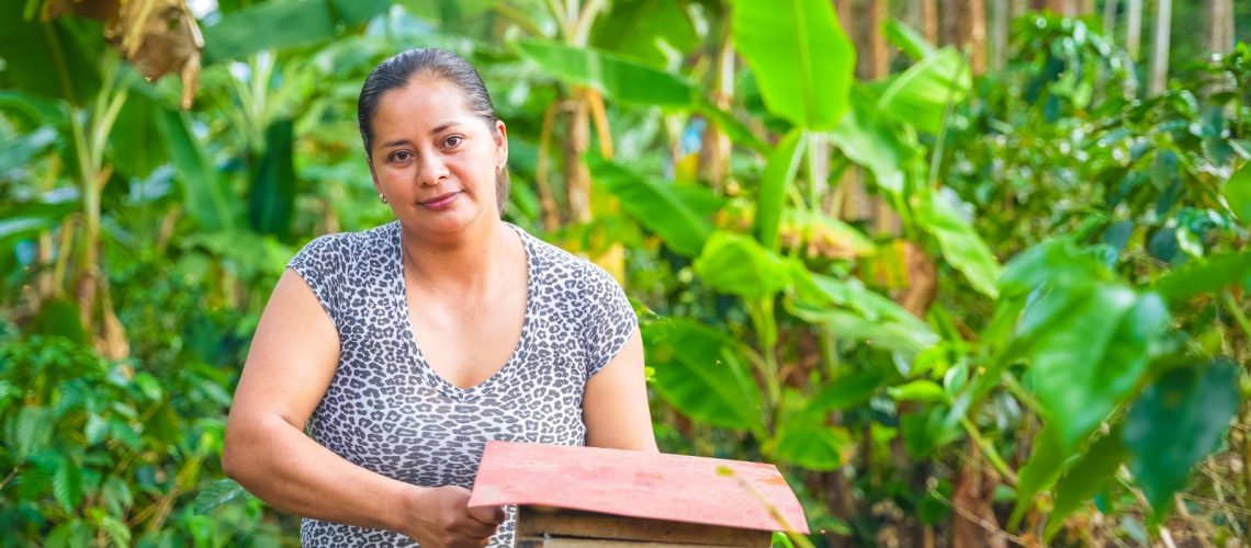 Familias guardianas de las abejas meliponas, conservan el Páramo de Miraflores