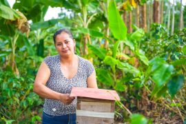 Familias guardianas de las abejas meliponas, conservan el Páramo de Miraflores