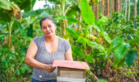 Familias guardianas de las abejas meliponas, conservan el Páramo de Miraflores