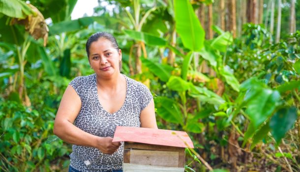 Familias guardianas de las abejas meliponas, conservan el Páramo de Miraflores