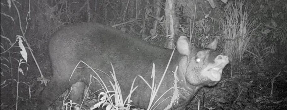 Primer registro de danta de montaña en el norte del Huila