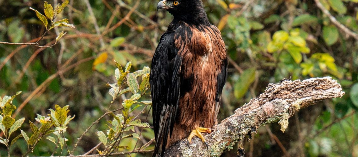 Registran nido de águila real de montaña, en el Huila