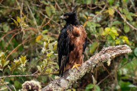 Registran nido de águila real de montaña, en el Huila