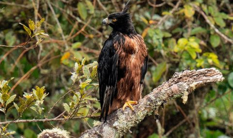 Registran nido de águila real de montaña, en el Huila