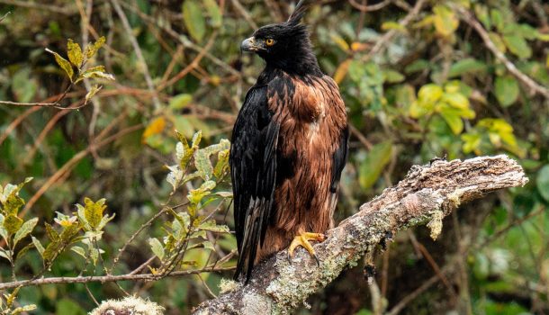 Registran nido de águila real de montaña, en el Huila