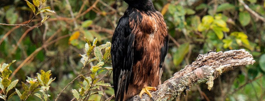 Registran nido de águila real de montaña, en el Huila