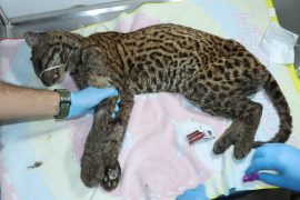 Rescatan a tigrilla abandonada en carreteras del Huila