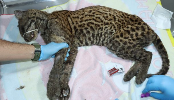 Rescatan a tigrilla abandonada en carreteras del Huila