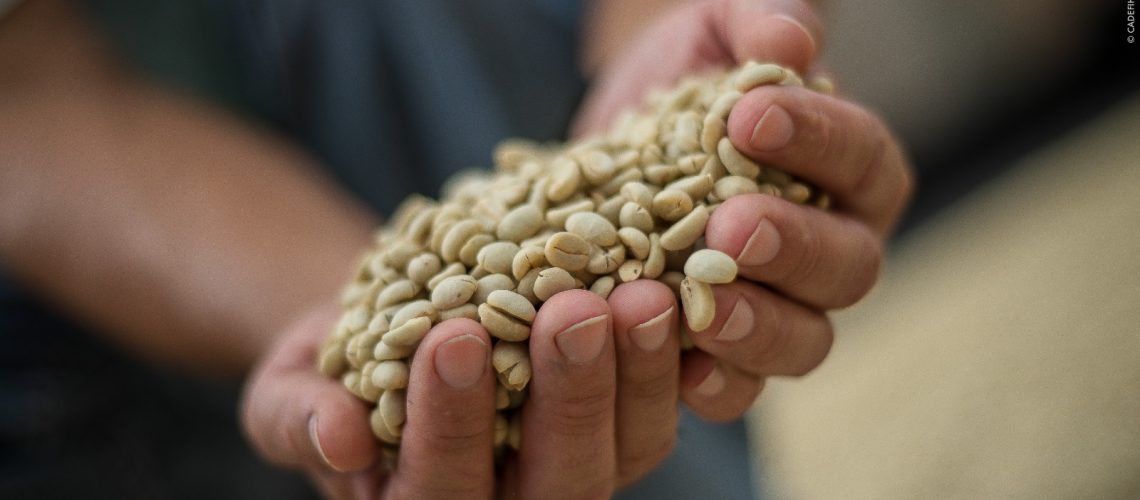 19,65% de la producción nacional: Huila líder cafetero del país
