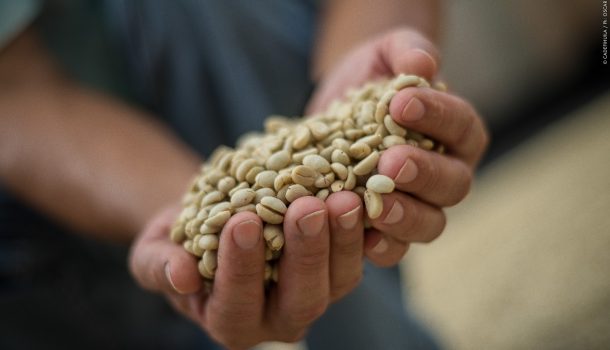19,65% de la producción nacional: Huila líder cafetero del país
