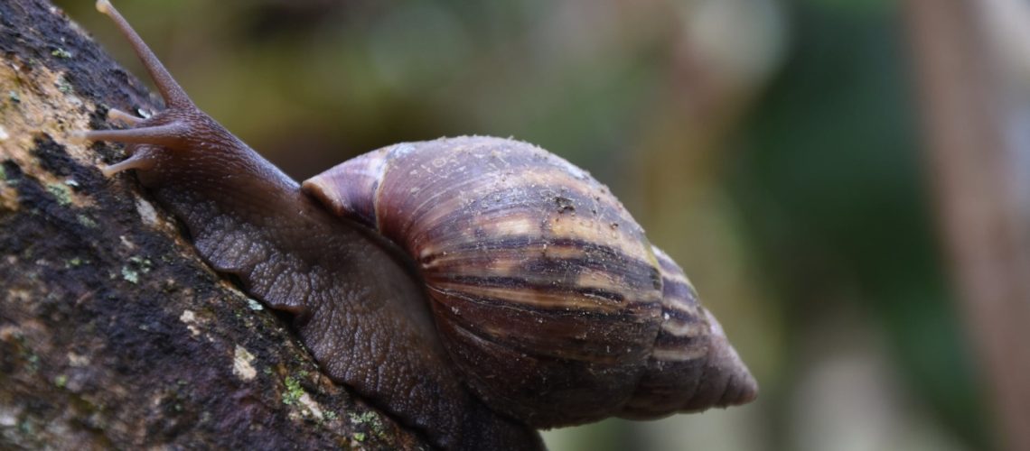 Estas son las especies exóticas invasoras en el Huila