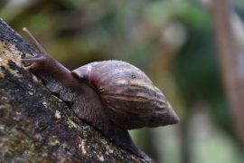 Estas son las especies exóticas invasoras en el Huila