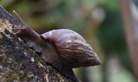 Estas son las especies exóticas invasoras en el Huila