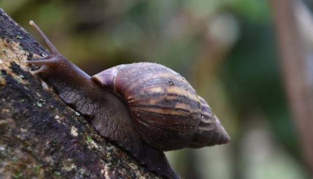 Estas son las especies exóticas invasoras en el Huila