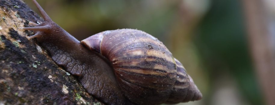 Estas son las especies exóticas invasoras en el Huila