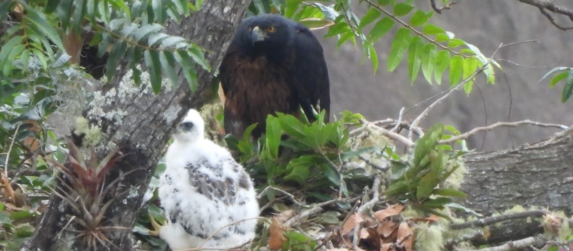 Nuevo registro de polluelo de Águila Real de Montaña, en el Huila