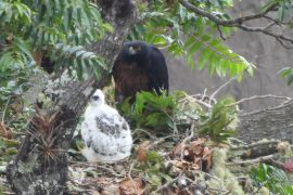 Nuevo registro de polluelo de Águila Real de Montaña, en el Huila