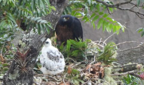 Nuevo registro de polluelo de Águila Real de Montaña, en el Huila