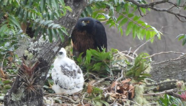 Nuevo registro de polluelo de Águila Real de Montaña, en el Huila