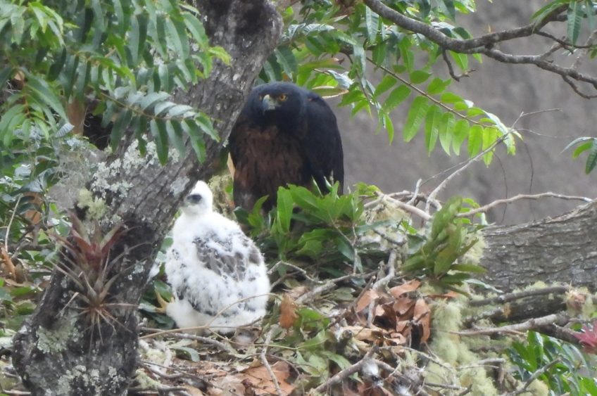 Nuevo registro de polluelo de Águila Real de Montaña, en el Huila