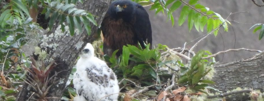 Nuevo registro de polluelo de Águila Real de Montaña, en el Huila