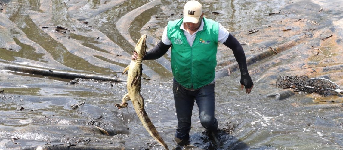 Rescatan y liberan a ocho babillas en el Huila