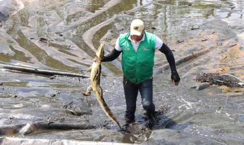 Rescatan y liberan a ocho babillas en el Huila
