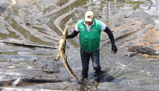 Rescatan y liberan a ocho babillas en el Huila