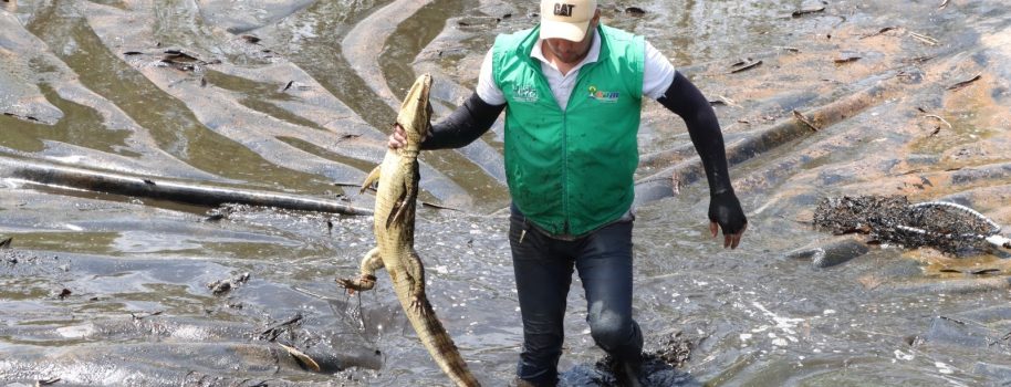 Rescatan y liberan a ocho babillas en el Huila
