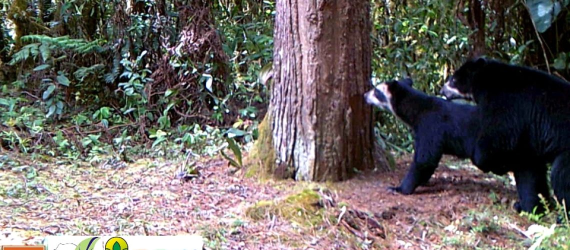 Registran nuevo apareamiento de osos de anteojos en el Huila