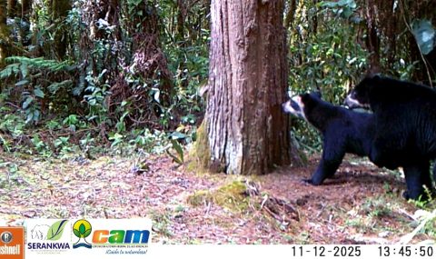Registran nuevo apareamiento de osos de anteojos en el Huila
