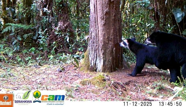 Registran nuevo apareamiento de osos de anteojos en el Huila