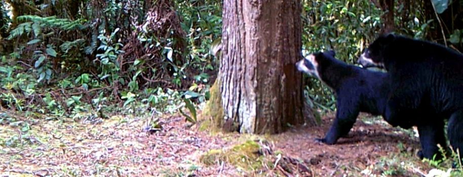 Registran nuevo apareamiento de osos de anteojos en el Huila