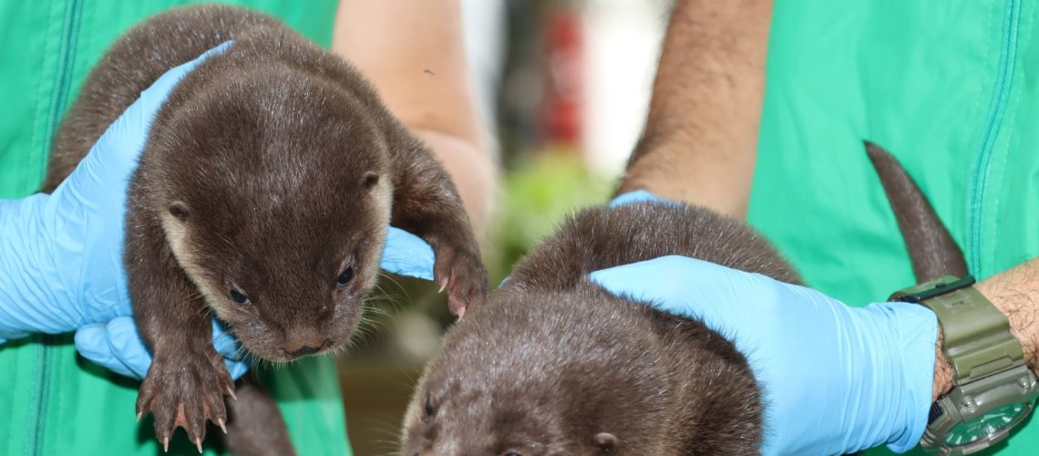 La CAM rescata dos crías de nutria en el sur del Huila