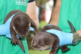 La CAM rescata dos crías de nutria en el sur del Huila