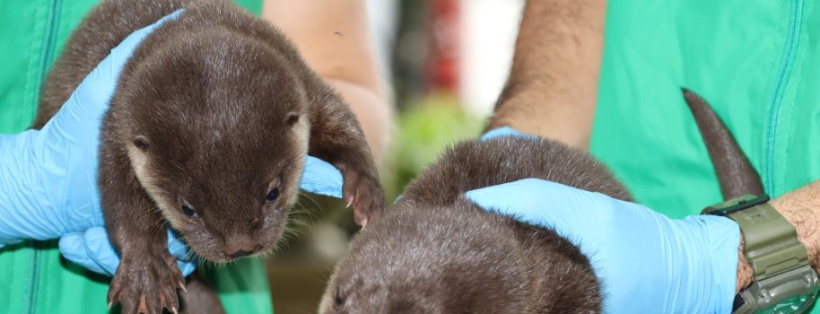 La CAM rescata dos crías de nutria en el sur del Huila